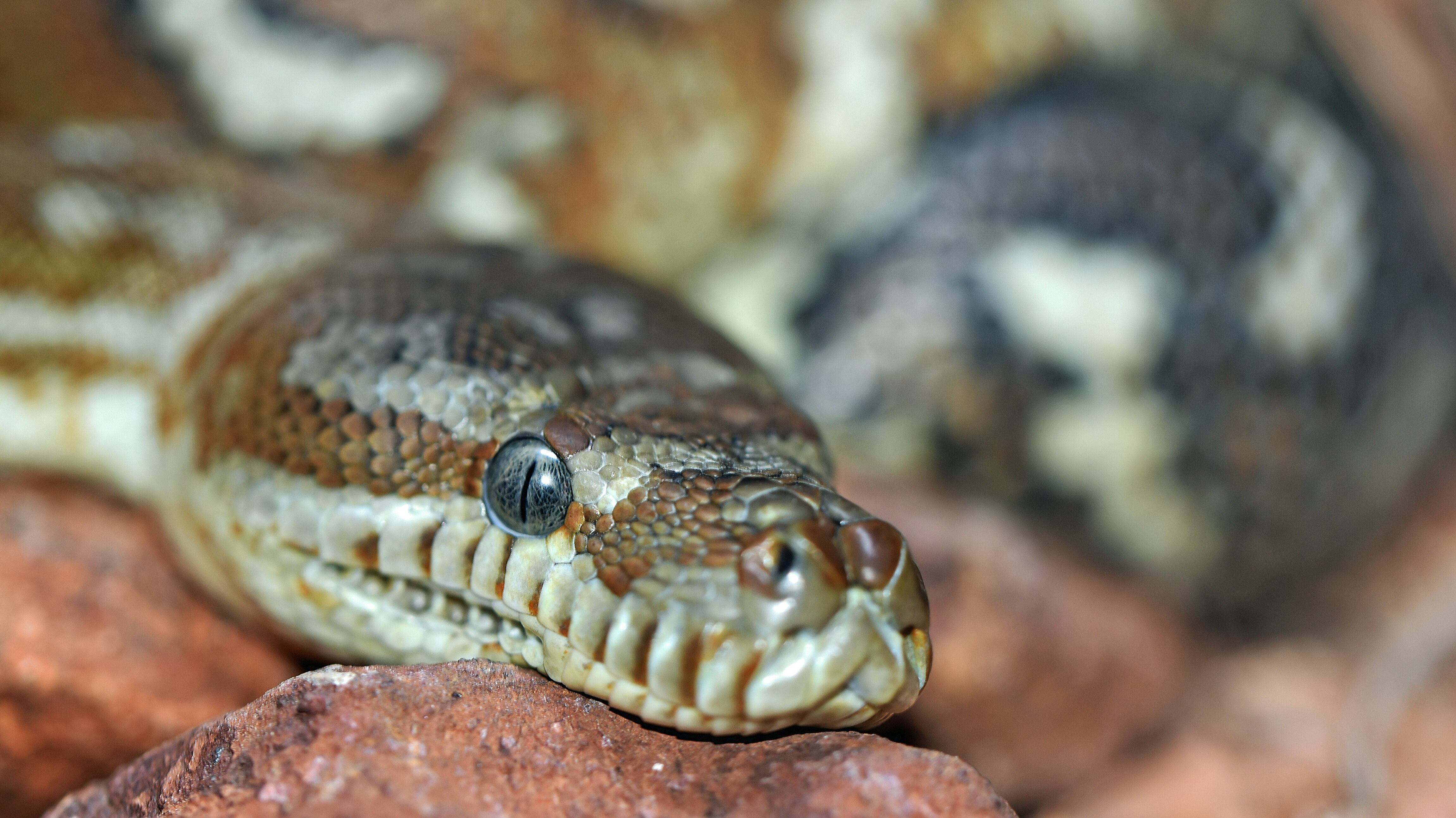Una serpiente enorme le mordió los testículos cuando estaba sentado en el inodoro; esto pasó
