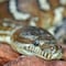 Una serpiente enorme le mordió los testículos cuando estaba sentado en el inodoro; esto pasó