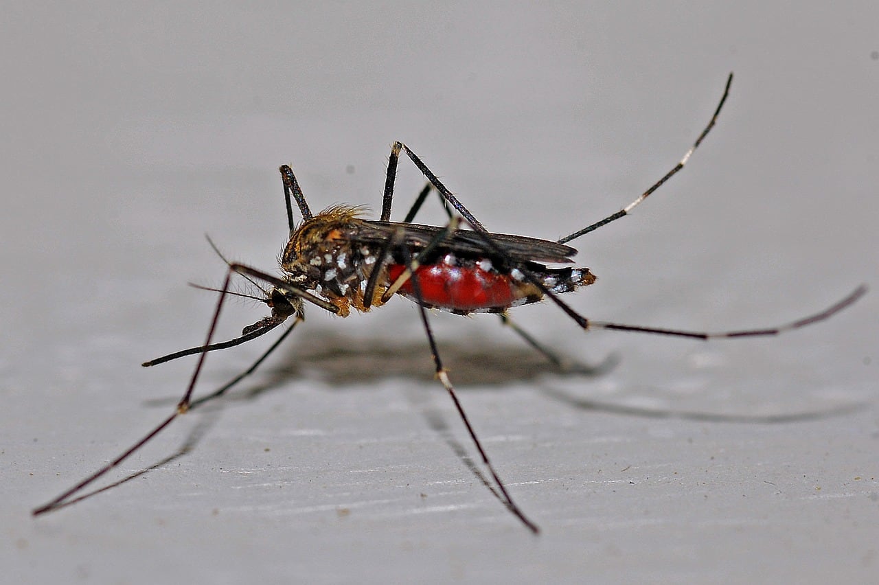 Mosquito