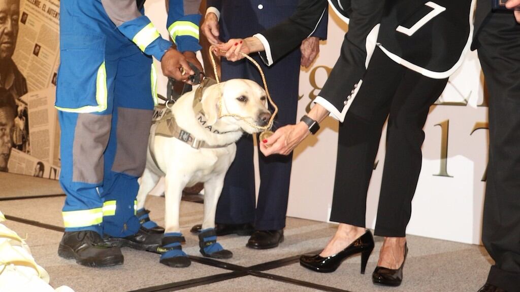 Frida, la perrita rescatista es reconocida con galardón José Pagés Llergo
