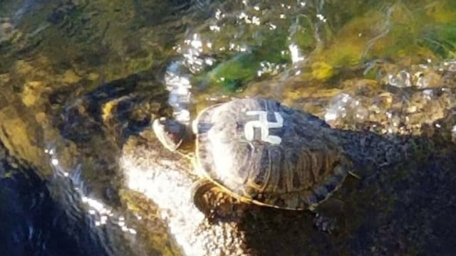 Pintan símbolos nazis en tortugas.