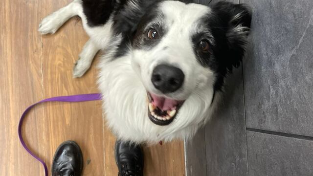 Kobe, perrito extraviado por Aeroméxico