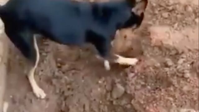 Perro durante operativo