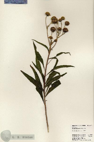 Planta verbesina persicifolia