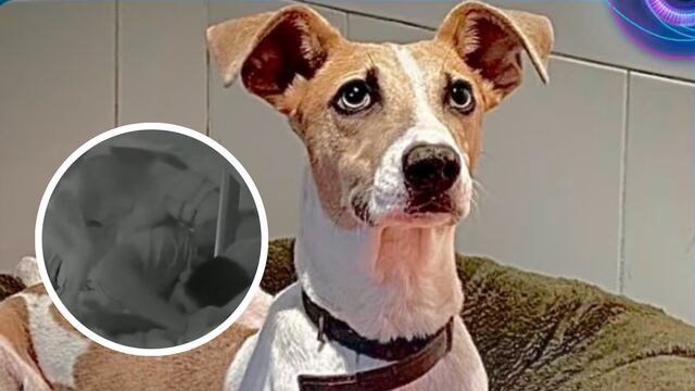 Perro entra a Gran Hermano Argentina a 'echarse' a un habitante