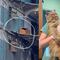 Guerra Rusia Ucrania: gatita es rescatada de edificio Bombardeado en Kiev