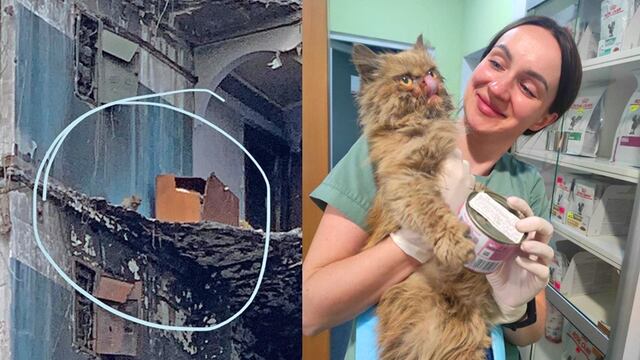 Rescatan a gatita de edificio bombardeado en Ucrania