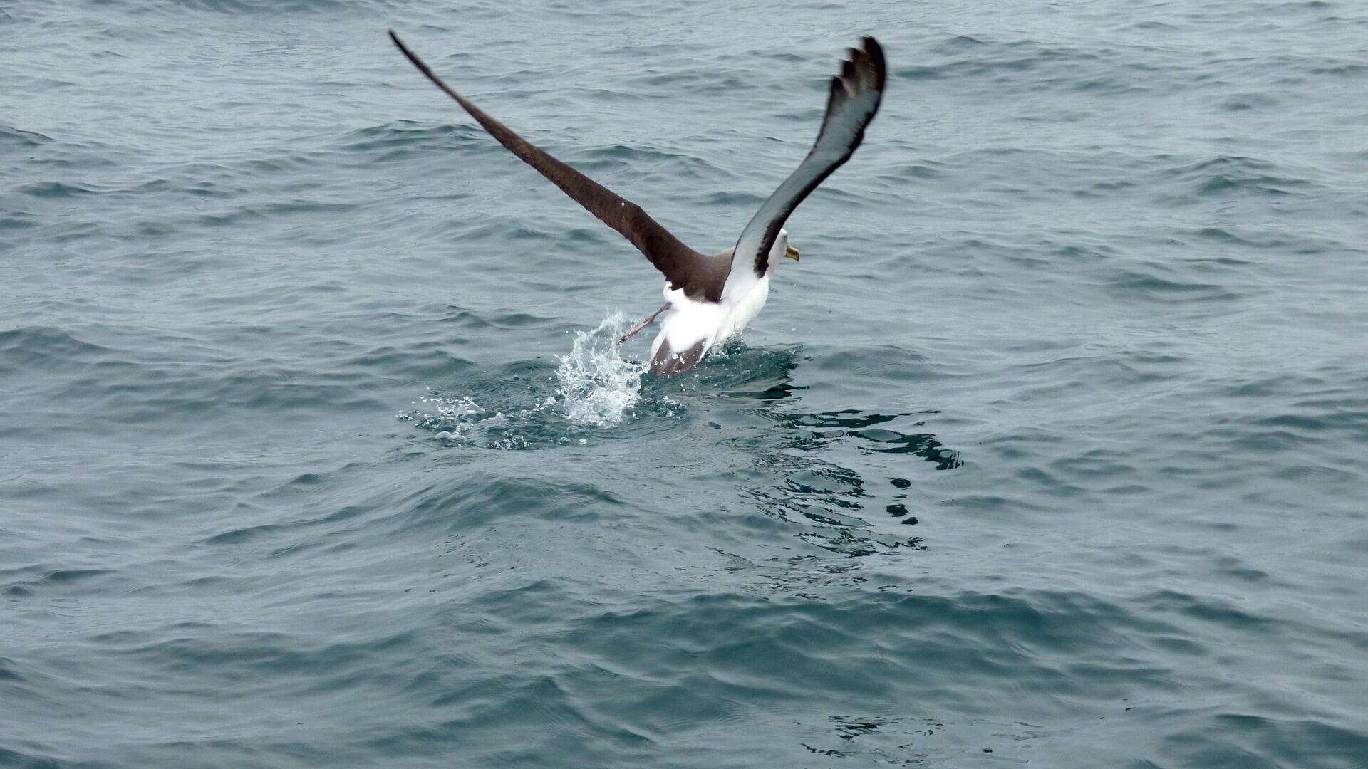 albatros