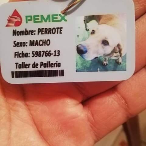 Perrote