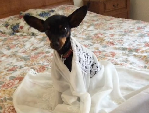 Perro al que bautizaron