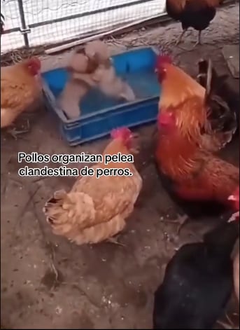 Los gallos organizan pelea de perritos en su gallinero