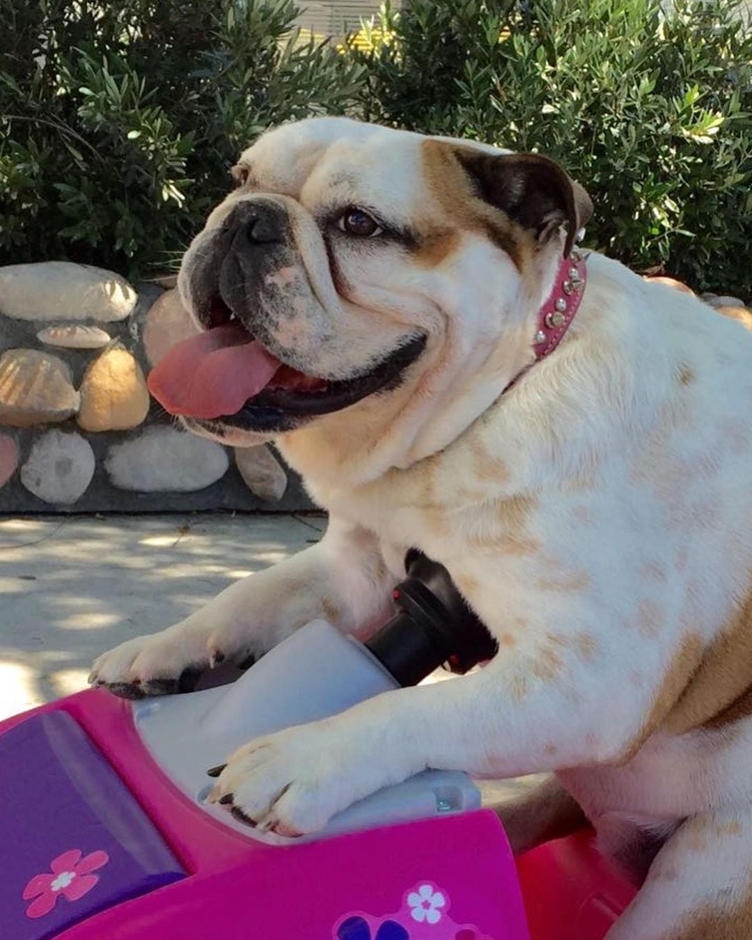 Eugenio Derbez, perrita