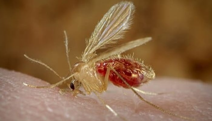 Síntomas del virus Chandipura, que genera alarma y muertes en India