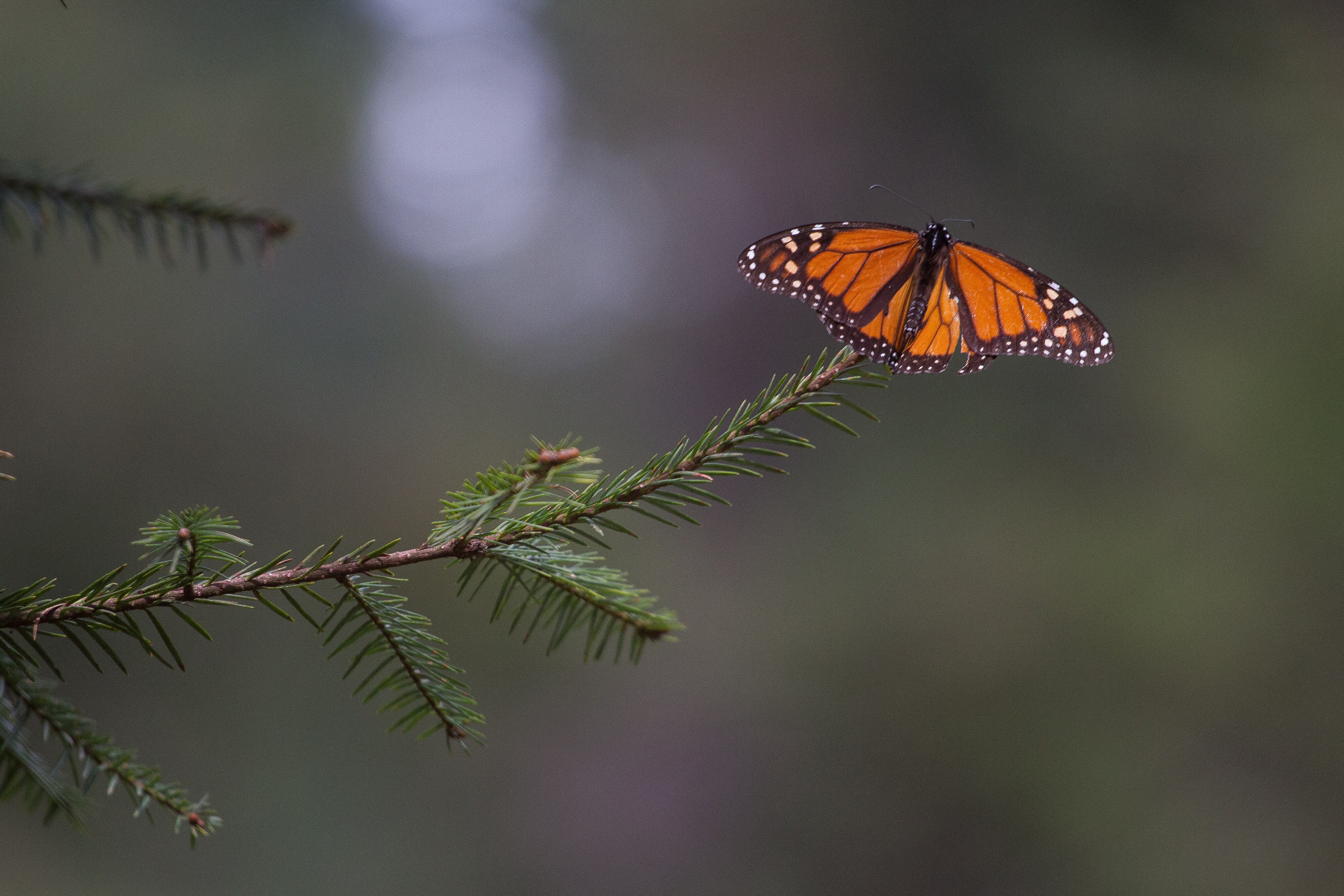 Mariposas Monarca en Ocampo Michoacán