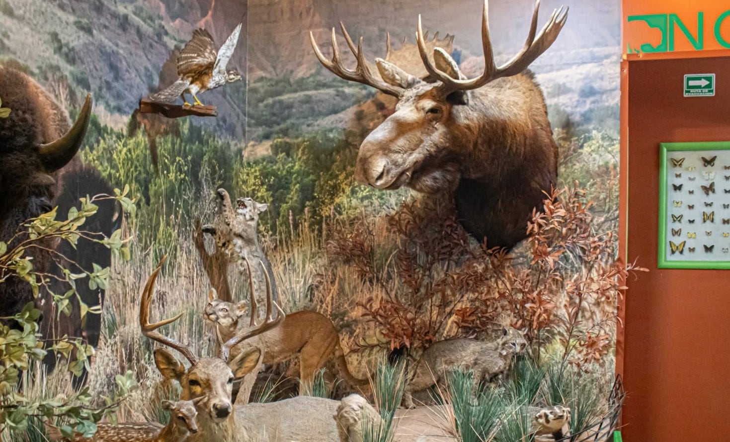 Museo de Historia Natural de Tehuacán cierra por falta de visitantes