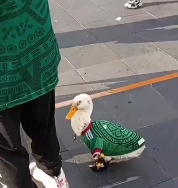 Patito mundialista