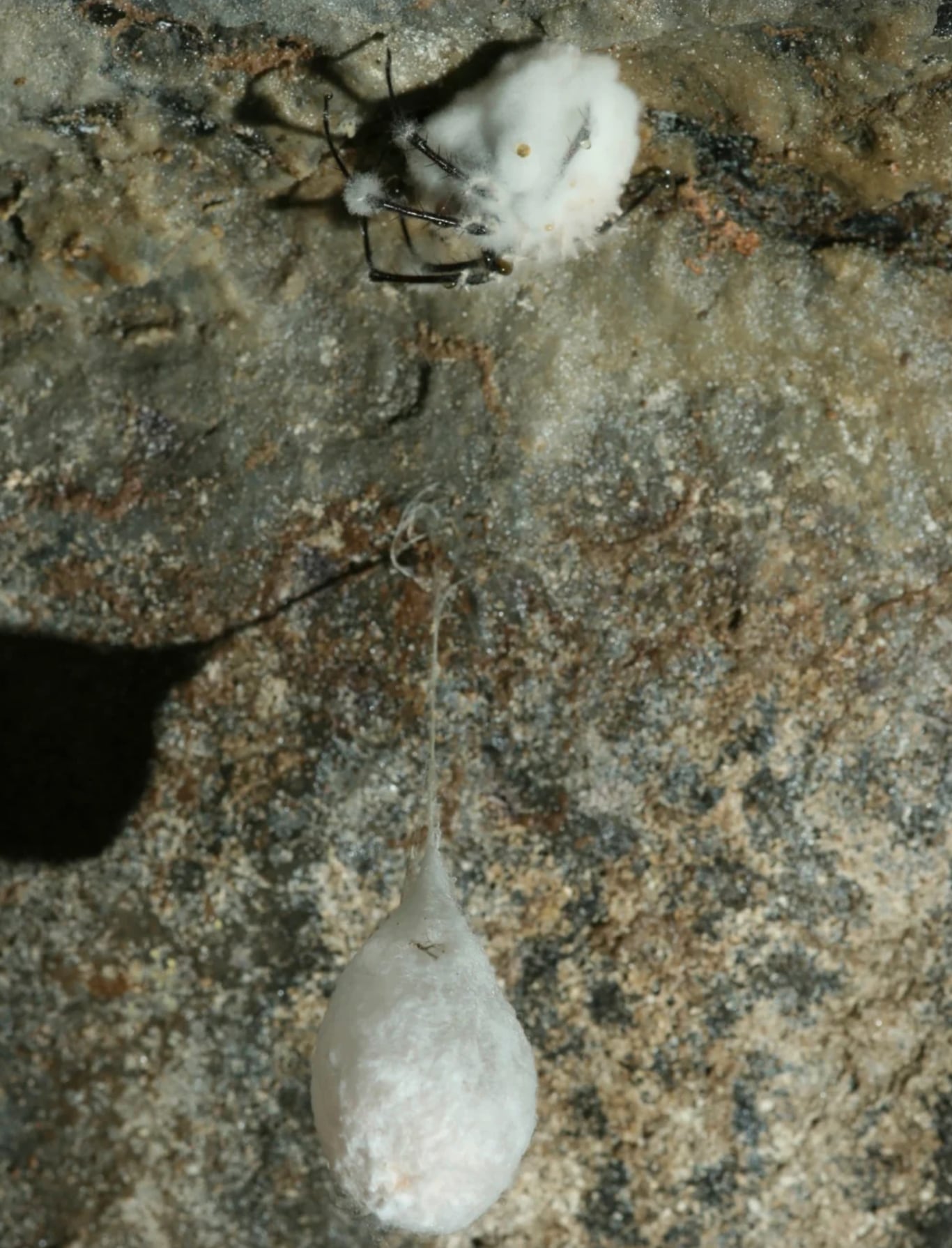 Un nuevo hongo que convierte en zombie a las arañas ha sido descubierto en una cueva en Irlanda