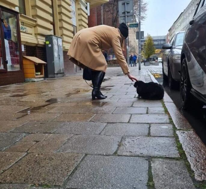 Gacek, el gato gordo que es la principal atracción turística en una ciudad de Polonia