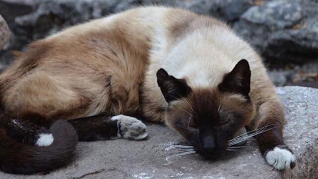 Gato de Palacio Nacional