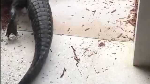 Cocodrilos peleando