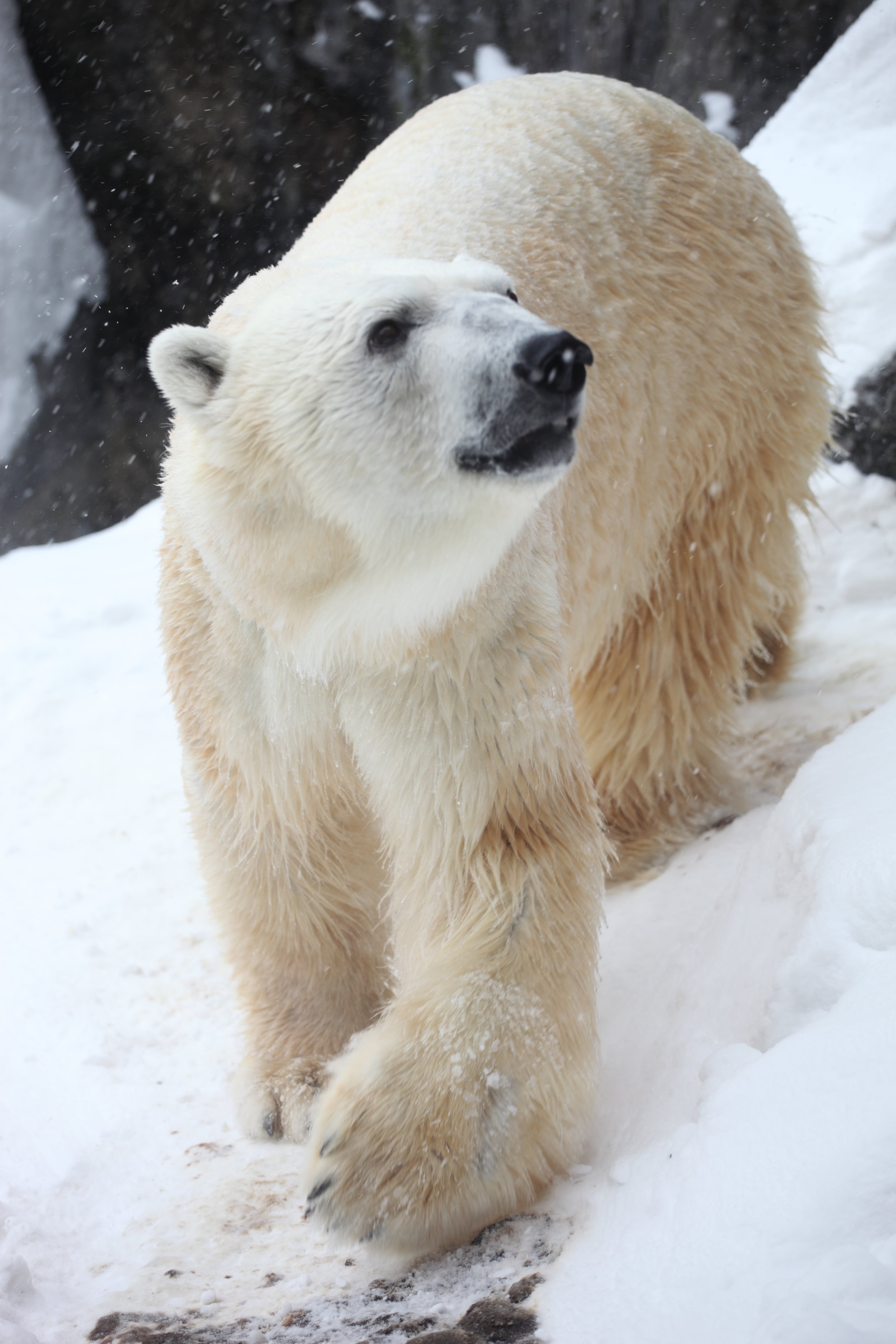 Oso Polar