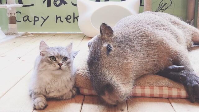 Cafetería de Tokio llena de capibaras y gatos