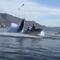 Ballena jorobada casi se traga a 2 mujeres en Avila Beach