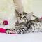¡Feliz día del michi! Este 20 de febrero se conmemora el Día Internacional del Gato
