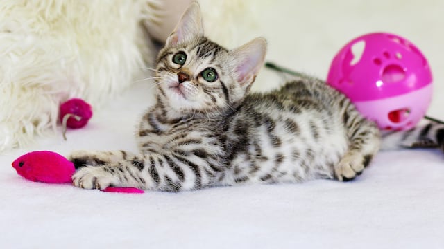 Un gatito destruyó una semana de trabajo