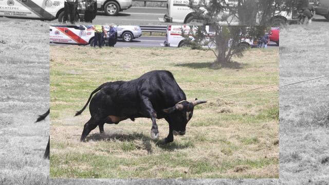 Las promotoras taurinas de Saltillo y la Laguna, así como de los toreros suman cuatro amparos de cinco, dando el primero revés a una ley que señalan como contradictoria.
