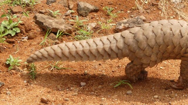 Pangolín