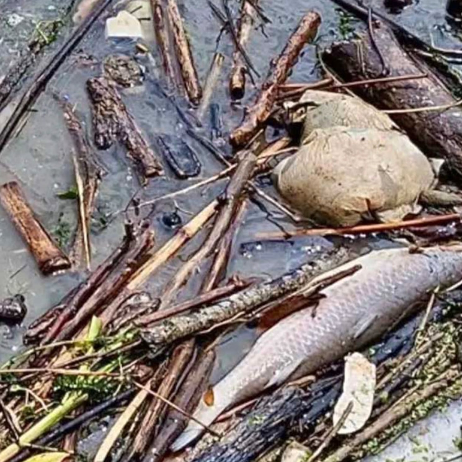 Peces muertos en río Cazones; autoridades niegan hidrocarburos