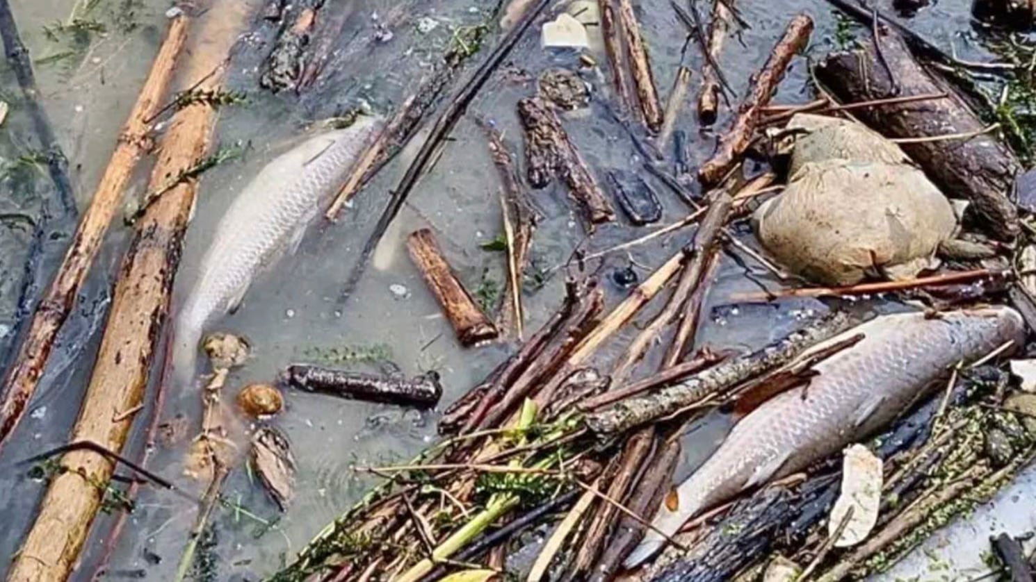Peces muertos en río Cazones; autoridades niegan hidrocarburos