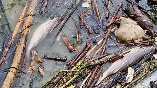 Peces muertos en río Cazones