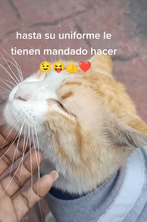 Gatito recepcionista en hotel