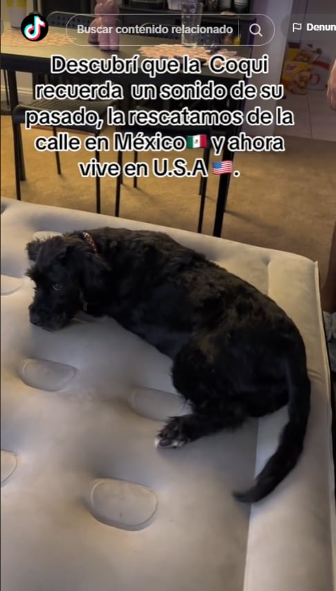 Perro reacciona al audio del fierro viejo