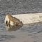 ¿Cocodrilo en Cuautitlán Izcalli? La Laguna de La Piedad tiene a este peculiar habitante