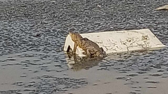La Laguna de La Piedad tiene como peculiar habitante a un cocodrilo