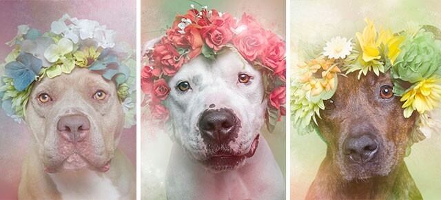 el lado tierno de los pitbull.