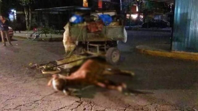 La yegua murió en calles de Coacalco.