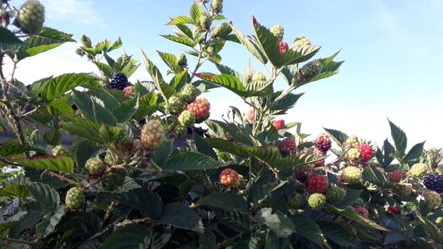 Zarzamoras del Valle de los Reyes, Michoacán