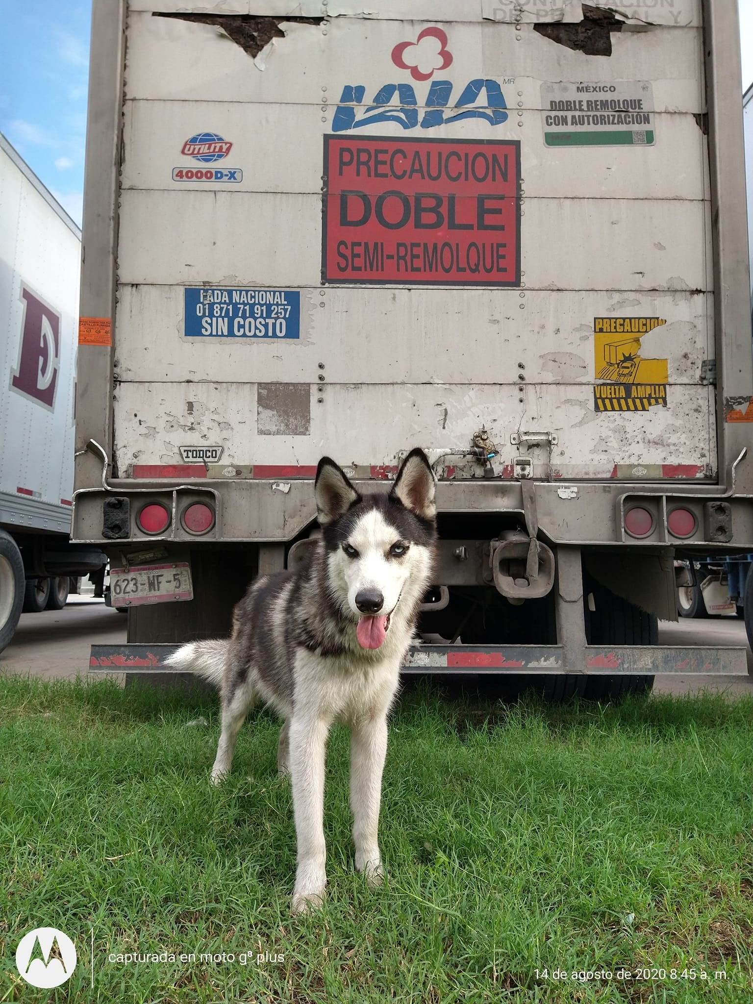 Drago, perro por el que su dueño ofrecía su moto