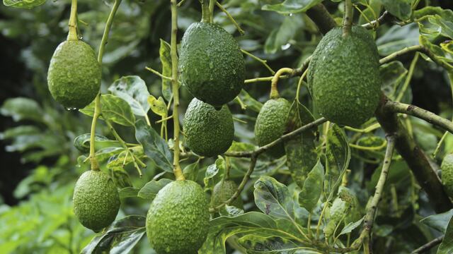 Huerto de Aguacates