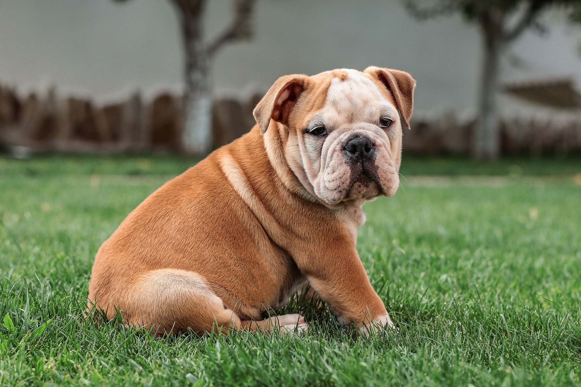 Cachorro de bulldog inglés