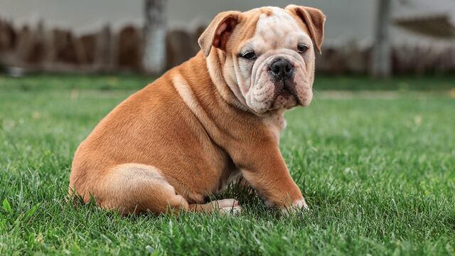 Cachorro de bulldog inglés