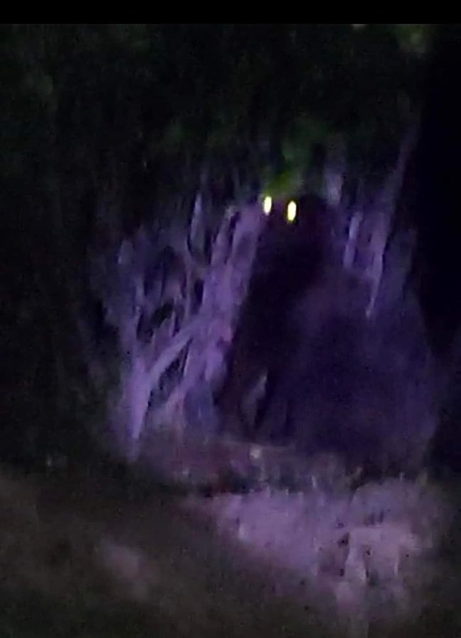 Gorila suelto en Villa de Tezontepec, Hidalgo