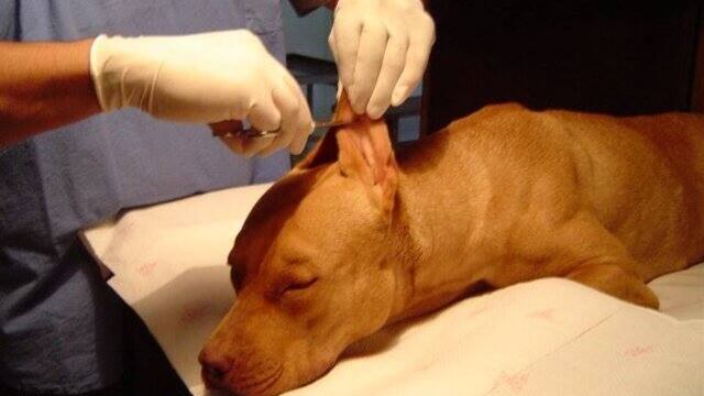 Corte de orejas a perro