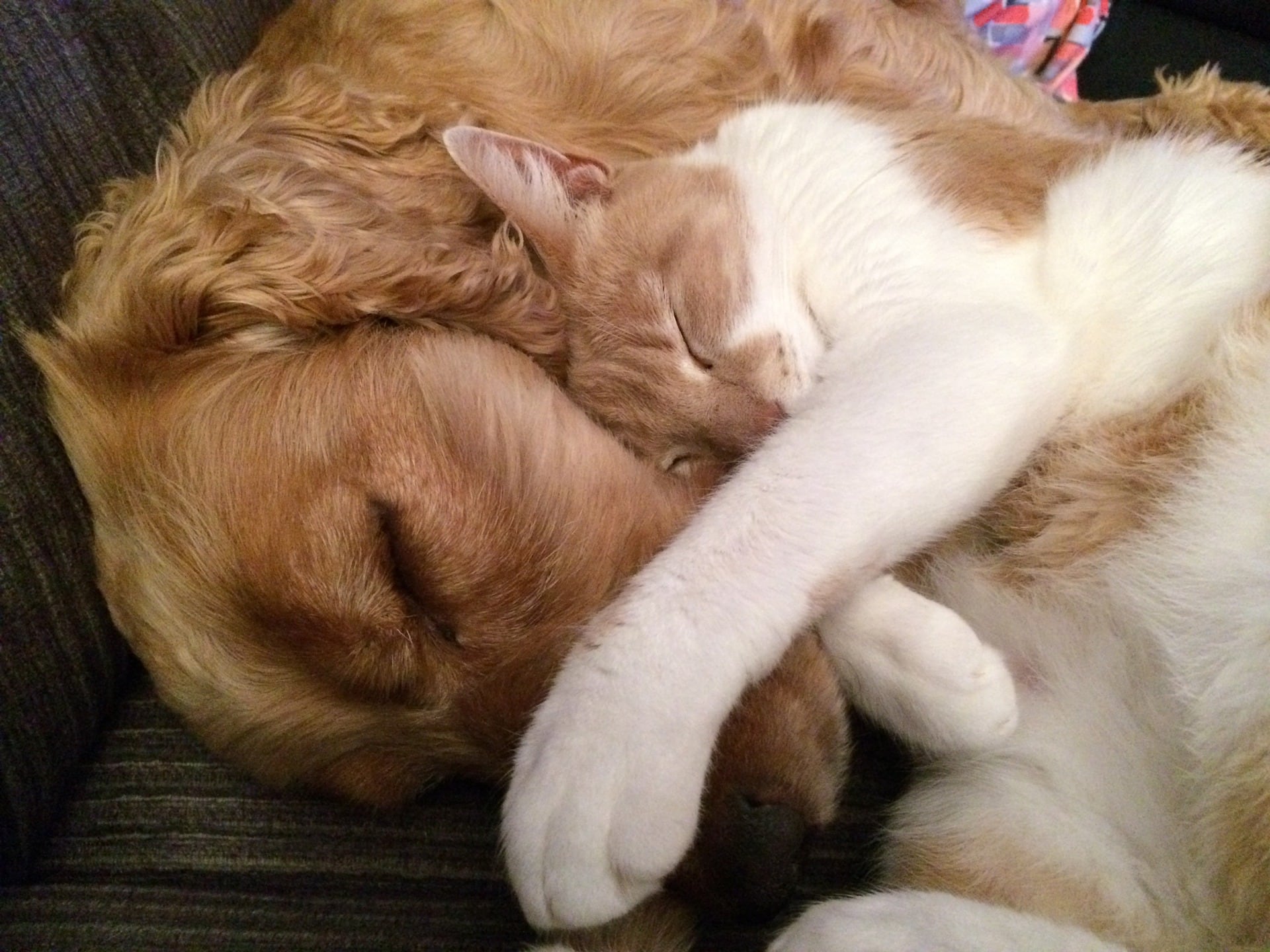 Perro y gato