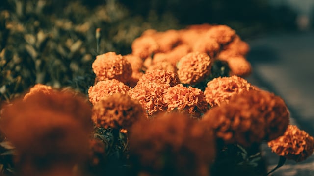 Flores de cempasúchil