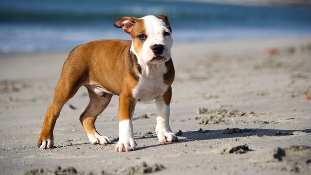 "Zeus" sacrificó su vida por salvar a dos niños.